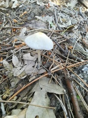 Psathyrella gracilis