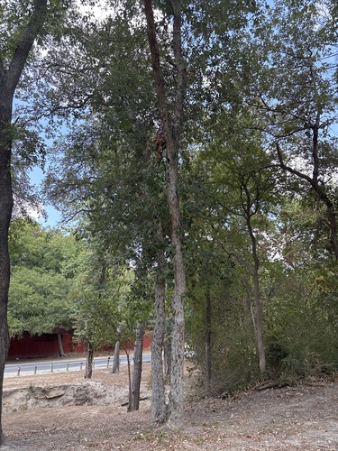 Quercus sinuata, photograph 6