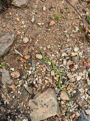 Smooth Greensnake