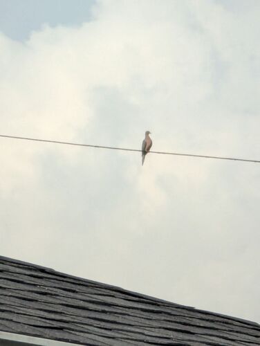 Mourning Dove