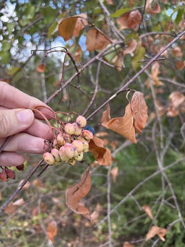 Viburnum rufidulum, photograph 2