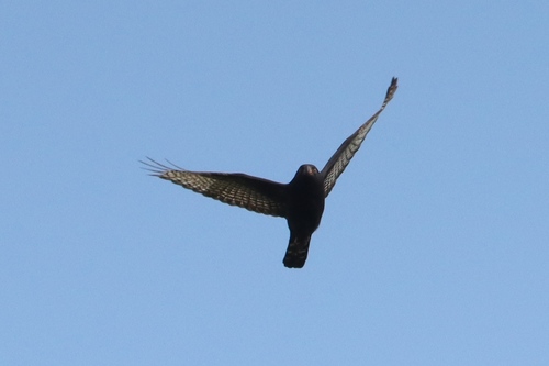 Gabar Goshawk