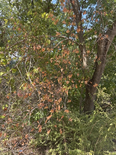 Viburnum rufidulum, photograph 3