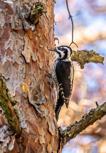 Eurasian Three-toed Woodpecker
