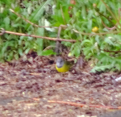 Geothlypis philadelphia