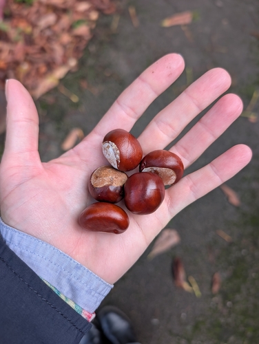 horse-chestnut