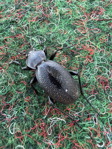 Leather Beetle