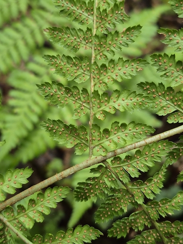 broad buckler-fern