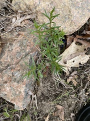 Phlox subulata