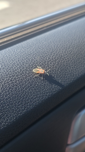 White-crossed Seed Bug