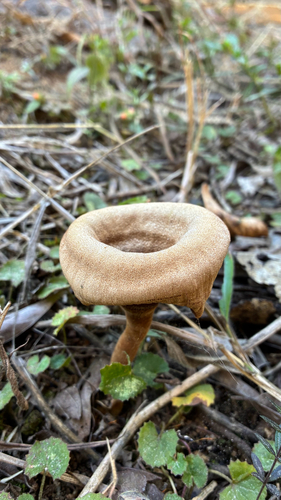 Panus velutinus