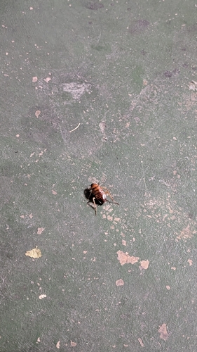American Cockroach