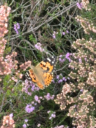 Painted Lady