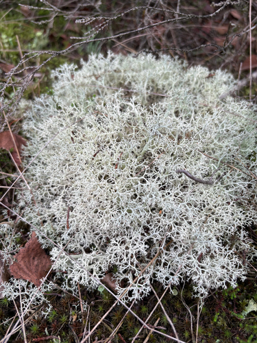 Reindeer Lichen
