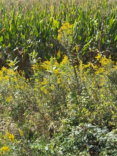 tall goldenrod