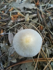Psathyrella gracilis