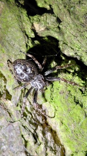 Walnut Orbweaver