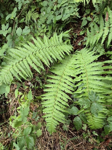 Borrer's Male-fern