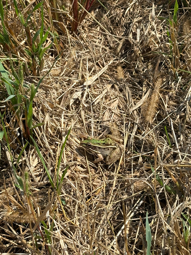 Southern Leopard Frog