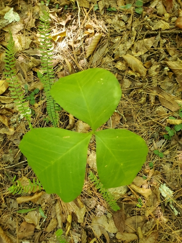 Jack-in-the-Pulpit