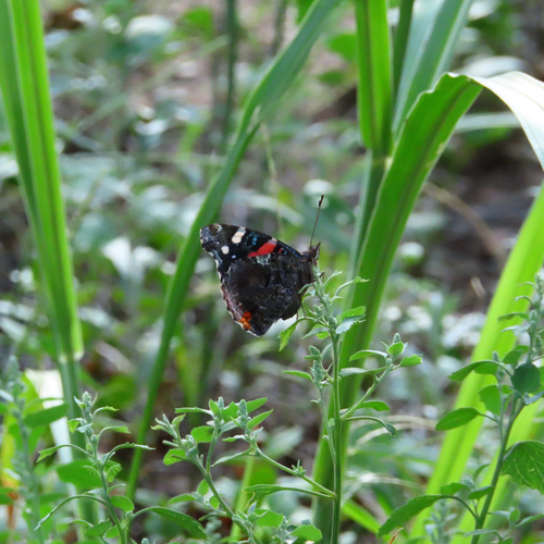 Red Admiral