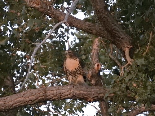 Red-tailed Hawk