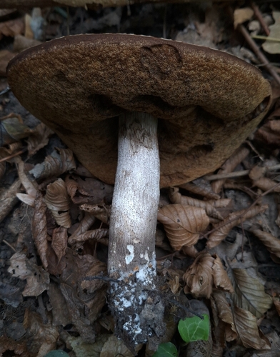 Slate Bolete