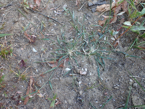 foxtail prickle grass