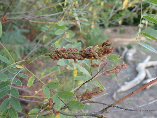 false indigo bush