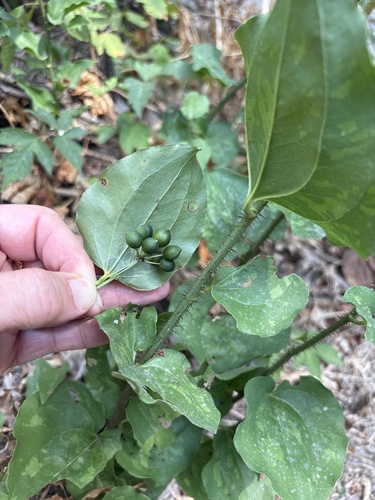 Smilax tamnoides, photograph 3