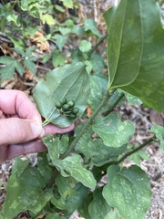 Smilax tamnoides, photograph (c) Sam Kieschnick, some rights reserved (CC BY)