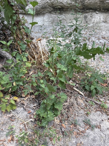 Smilax tamnoides, photograph 4