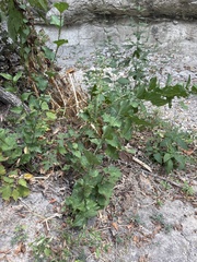 Smilax tamnoides, photograph (c) Sam Kieschnick, some rights reserved (CC BY)