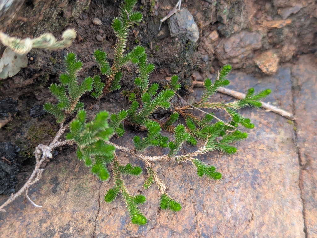 Selaginella arizonica; photograph (c) Rachel Stringham, some rights reserved (CC BY)