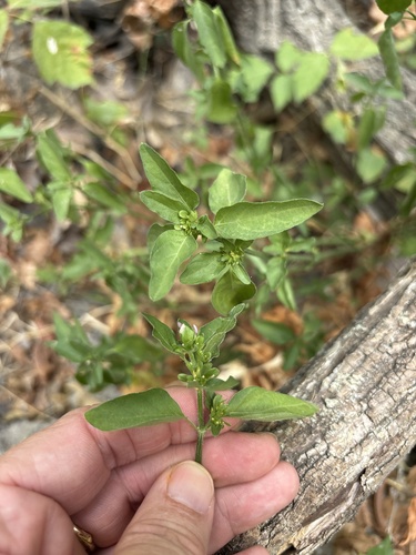 Dicliptera brachiata