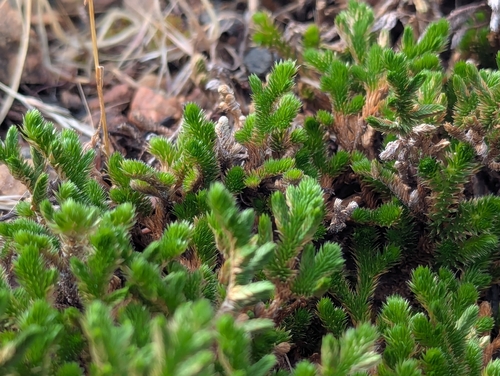 Selaginella arizonica, photograph 1