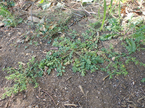 Carpet Cinquefoil