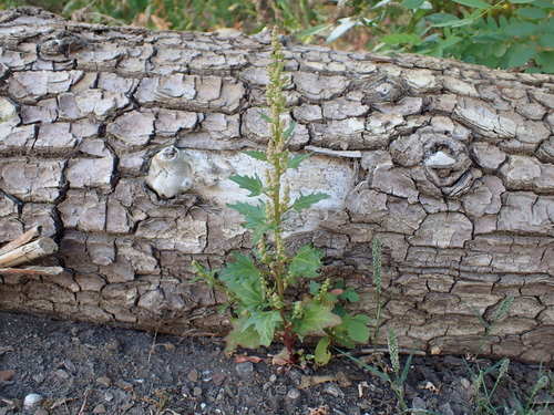 red pigweed