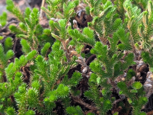 Selaginella arizonica, photograph 2