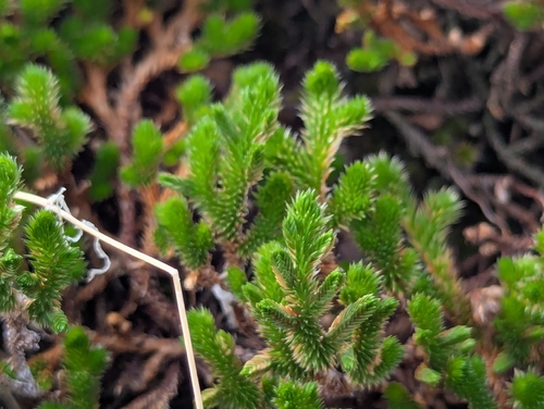 Selaginella arizonica, photograph 3