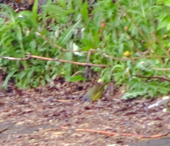 Geothlypis philadelphia