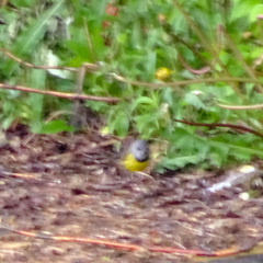 Geothlypis philadelphia