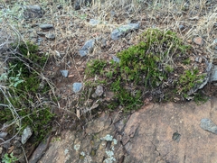 Selaginella arizonica, photograph (c) Rachel Stringham, some rights reserved (CC BY)
