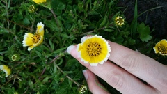 Layia chrysanthemoides