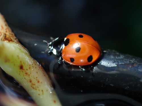 Seven-spotted Lady Beetle