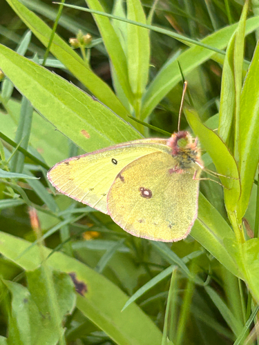 Clouded Sulphur