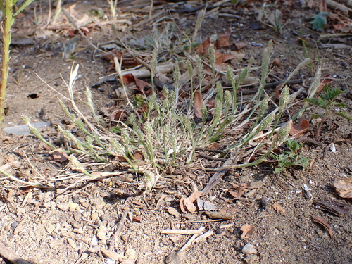 Sporobolus alopecuroides, 2026-09-13