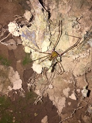 Serracutisoma inerme