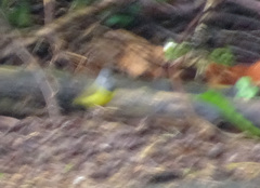 Geothlypis philadelphia