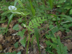 Vicia hybrida